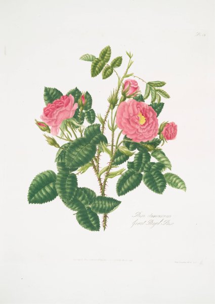 Rosa damascena 6  by Mary Lawrance - Hand-Painted Oil Painting Reproduction