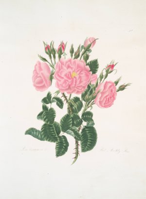 Rosa damascena by Mary Lawrance Oil Painting
