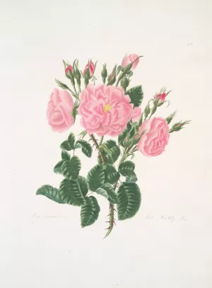 Rosa damascena Oil painting by Mary Lawrance