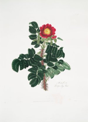 Rosa ferox by Mary Lawrance Oil Painting