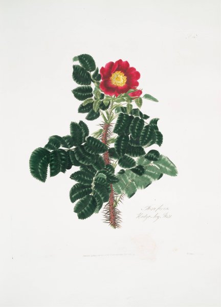 Rosa ferox  by Mary Lawrance - Hand-Painted Oil Painting Reproduction
