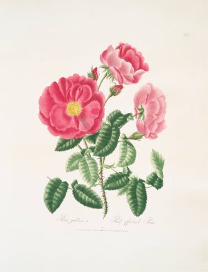 Rosa gallica Oil painting by Mary Lawrance