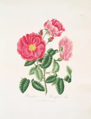 Rosa gallica Oil painting by Mary Lawrance