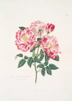 Rosa gallica-versicolor by Mary Lawrance Oil Painting