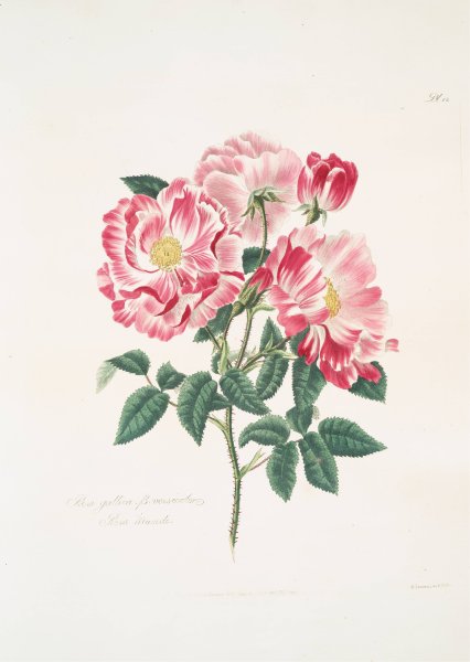 Rosa gallica-versicolor  by Mary Lawrance - Hand-Painted Oil Painting Reproduction