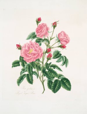 Rosa gallica by Mary Lawrance Oil Painting