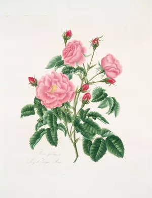 Rosa gallica by Mary Lawrance Oil Painting