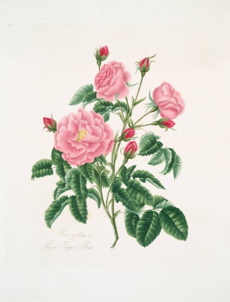 Rosa gallica  by Mary Lawrance - Hand-Painted Oil Painting Reproduction