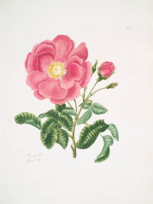 Rosa gallica2 Oil painting by Mary Lawrance