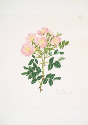 Rosa indigossa by Mary Lawrance Oil Painting