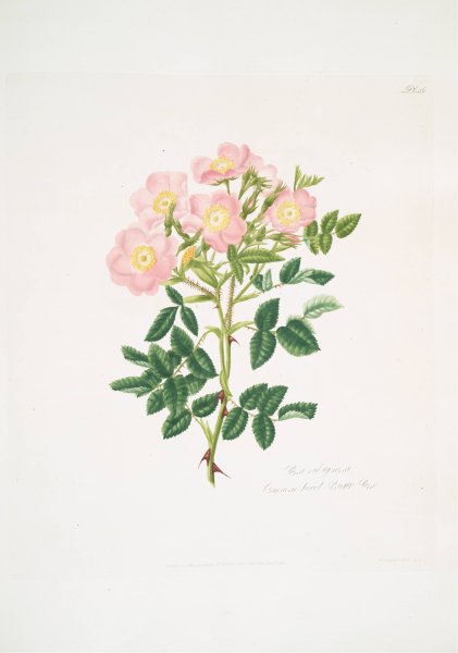 Rosa indigossa  by Mary Lawrance - Hand-Painted Oil Painting Reproduction
