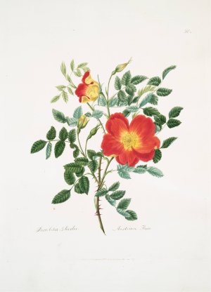 Rosa lutea-bicolor by Mary Lawrance Oil Painting