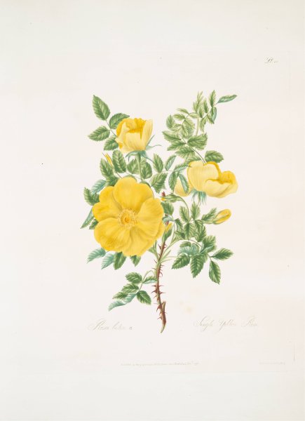 Rosa lutea  by Mary Lawrance - Hand-Painted Oil Painting Reproduction