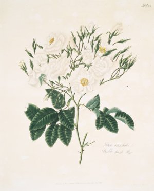 Rosa moschata by Mary Lawrance Oil Painting