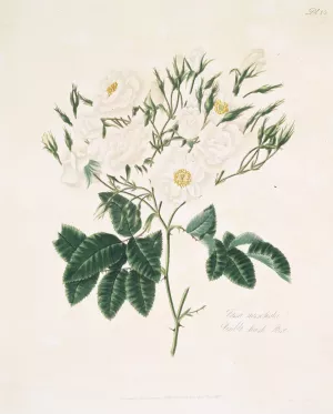 Rosa moschata Oil painting by Mary Lawrance
