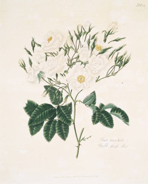 Rosa moschata  by Mary Lawrance - Hand-Painted Oil Painting Reproduction