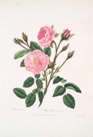 Rosa muscosa by Mary Lawrance Oil Painting