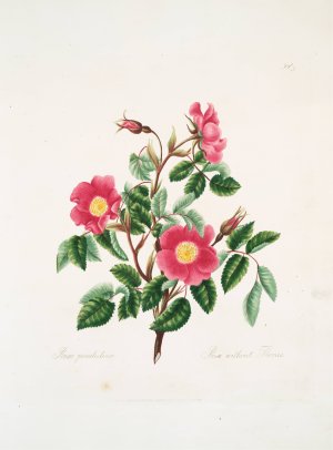 Rosa pendulina by Mary Lawrance Oil Painting