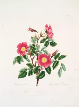 Rosa pendulina by Mary Lawrance Oil Painting