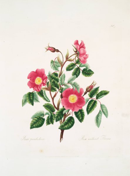 Rosa pendulina  by Mary Lawrance - Hand-Painted Oil Painting Reproduction