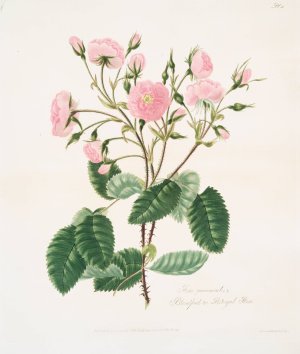Rosa provincialis 2 by Mary Lawrance Oil Painting
