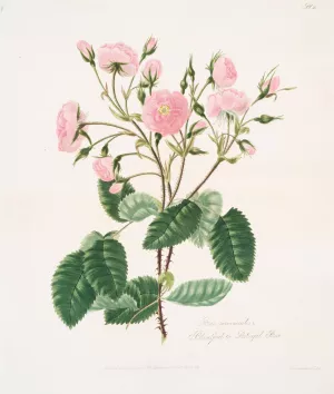 Rosa provincialis 2 Oil painting by Mary Lawrance
