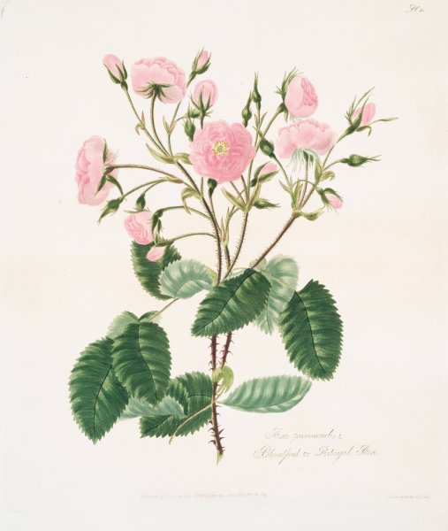 Rosa provincialis 2  by Mary Lawrance - Hand-Painted Oil Painting Reproduction