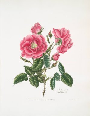 Rosa provincialis 3 by Mary Lawrance Oil Painting