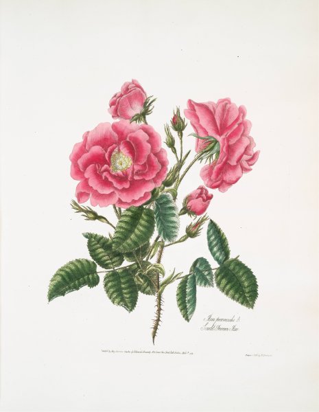 Rosa provincialis 3  by Mary Lawrance - Hand-Painted Oil Painting Reproduction