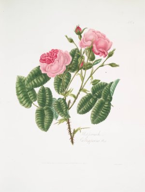 Rosa provincialis 4 by Mary Lawrance Oil Painting