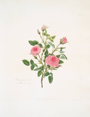 Rosa provincialis or Rose de meaux by Mary Lawrance Oil Painting