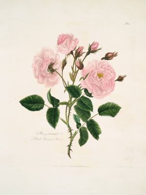 Rosa, provincialis by Mary Lawrance Oil Painting