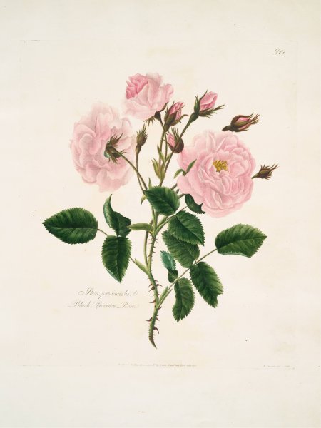 Rosa, provincialis  by Mary Lawrance - Hand-Painted Oil Painting Reproduction