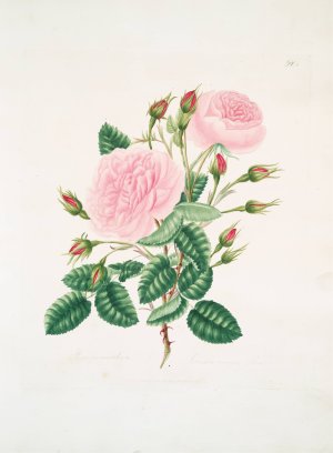 Rosa provincialisa Oil painting by Mary Lawrance