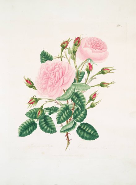 Rosa provincialisa  by Mary Lawrance - Hand-Painted Oil Painting Reproduction