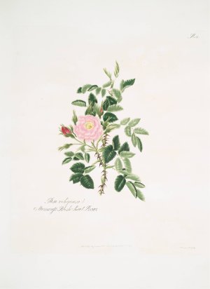 Rosa rubiginosa by Mary Lawrance Oil Painting