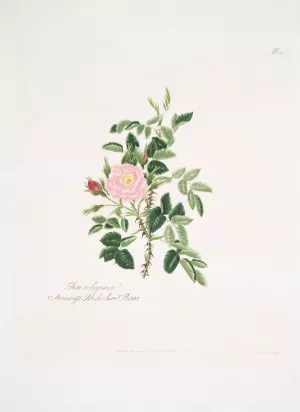 Rosa rubiginosa by Mary Lawrance Oil Painting