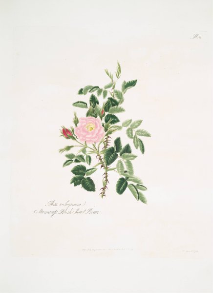 Rosa rubiginosa  by Mary Lawrance - Hand-Painted Oil Painting Reproduction