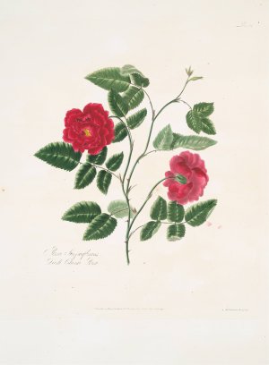 Rosa semperflorens Oil painting by Mary Lawrance