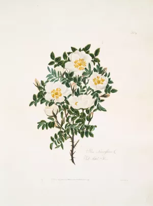Rosa spinosissima 2 by Mary Lawrance Oil Painting