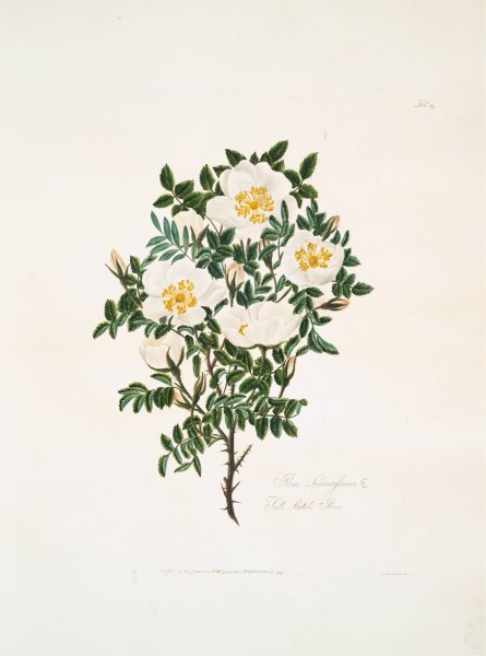 Rosa spinosissima 2  by Mary Lawrance - Hand-Painted Oil Painting Reproduction
