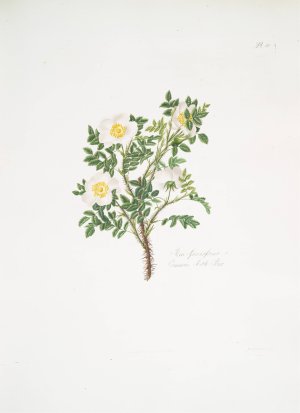 Rosa spinosissima 3 by Mary Lawrance Oil Painting