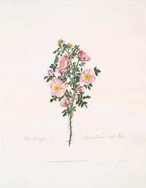 Rosa spinosissima by Mary Lawrance Oil Painting