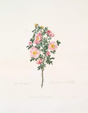 Rosa spinosissima by Mary Lawrance Oil Painting