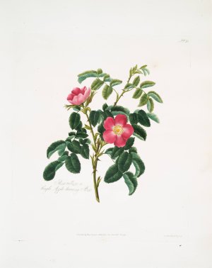 Rosa villosa 2 by Mary Lawrance Oil Painting
