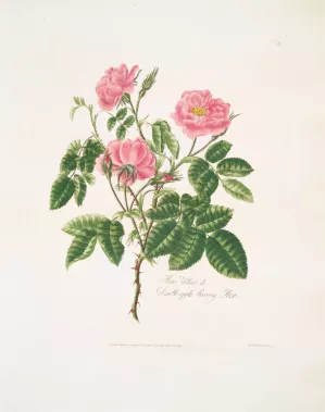 Rosa villosa by Mary Lawrance Oil Painting