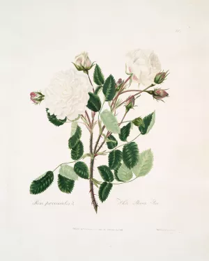 White provincialis by Mary Lawrance Oil Painting