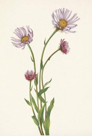 Alaska Fleabane. Erigeron salsuginosus by Mary Vaux Walcott Oil Painting
