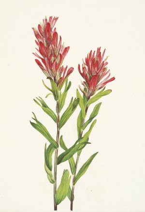 Alberta Paintbrush. Castilleja miniata by Mary Vaux Walcott Oil Painting