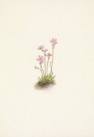 Alberta Primrose. Primula maccalliana by Mary Vaux Walcott Oil Painting